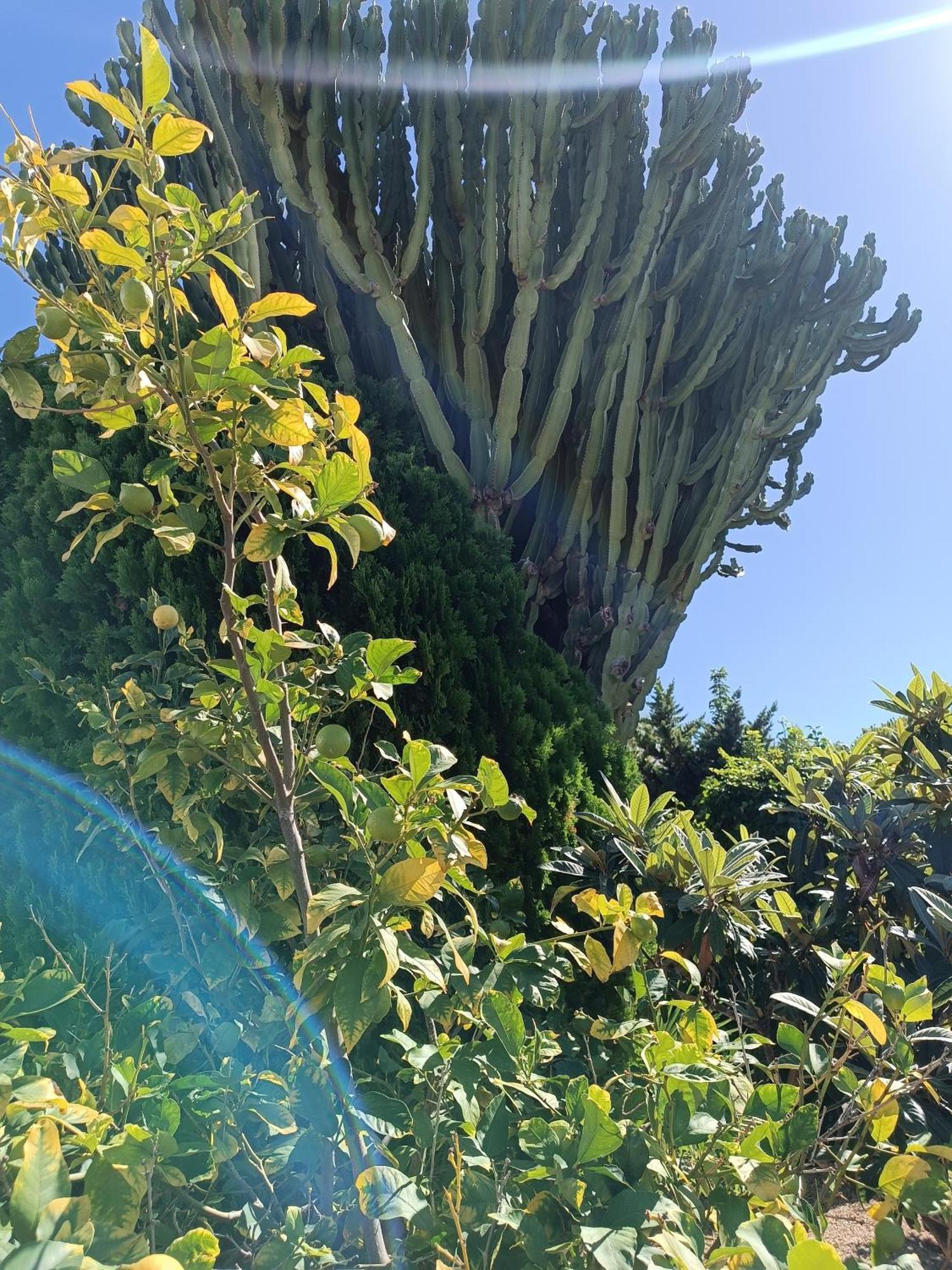 알비르 Casa La Siesta Albir B&B 외부 사진